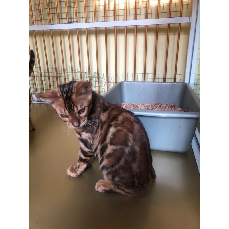 figure bengal cakeppp ped ica