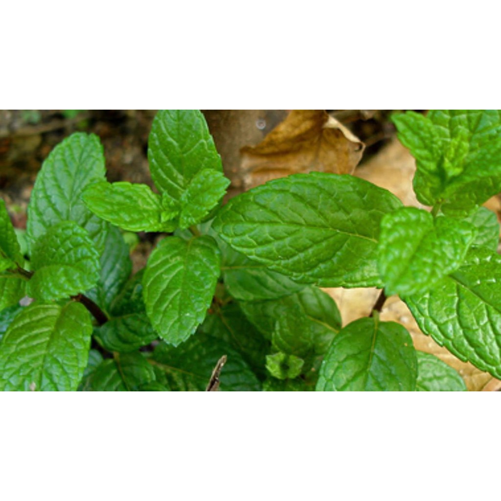 Benih-Bibit Herb Spearmint (Haira Seed)