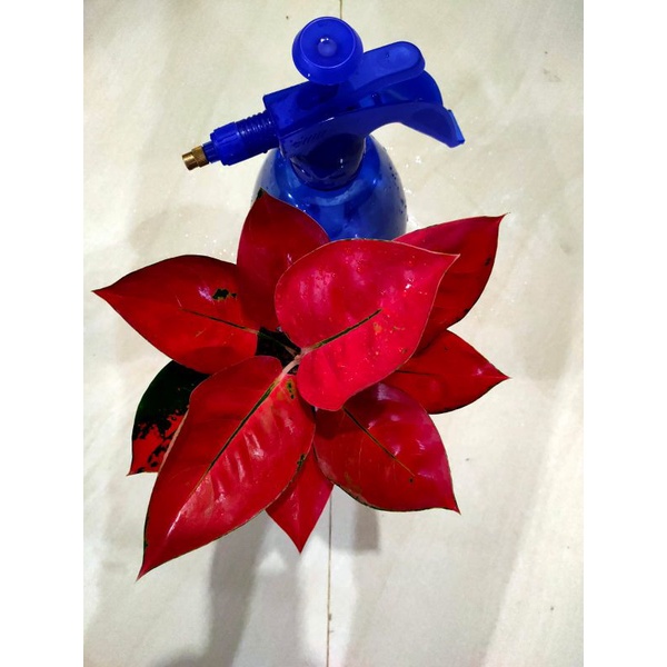 aglonema kochin red diamond