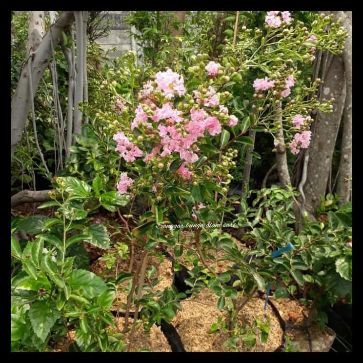 Tanaman Hias Bunga Sakura Besar Tinggi 1 Meter