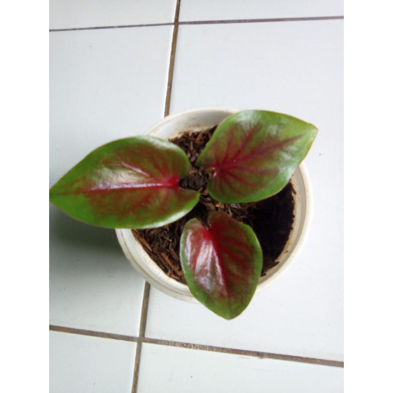 keladi minyak merah ( red oil )
