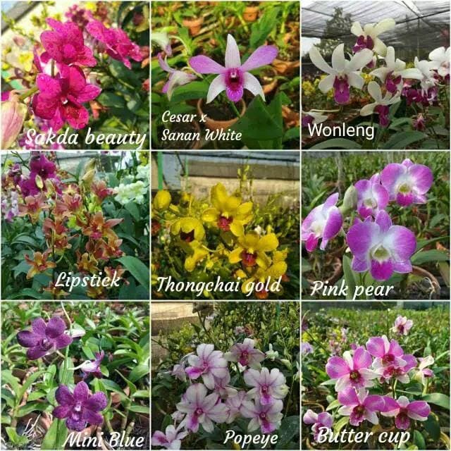 tanaman hias anggrek dendrobium remaja hybrid