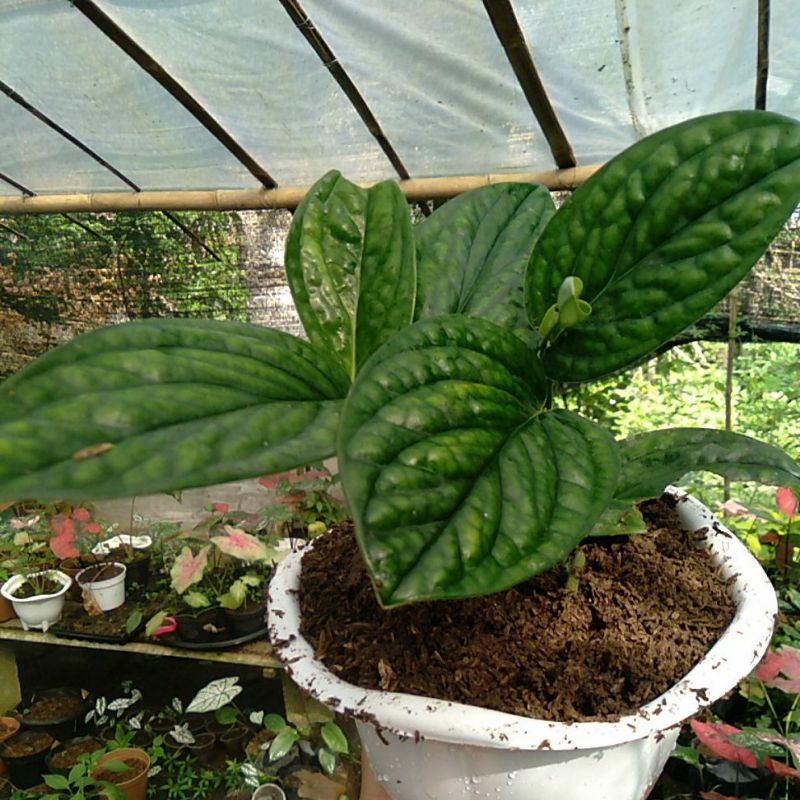 Tanaman Hias Sirih Badak anthurium sirih badak