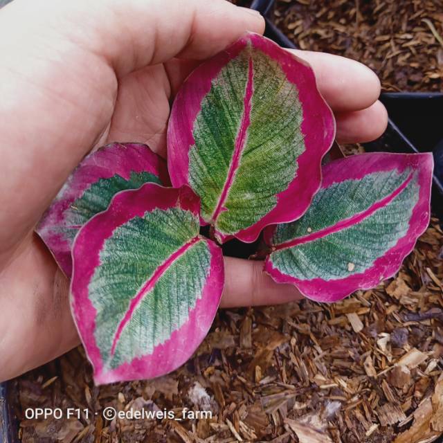 TANAMAN HIAS CALATHEA  CYNTHIA  PINK Shopee Indonesia