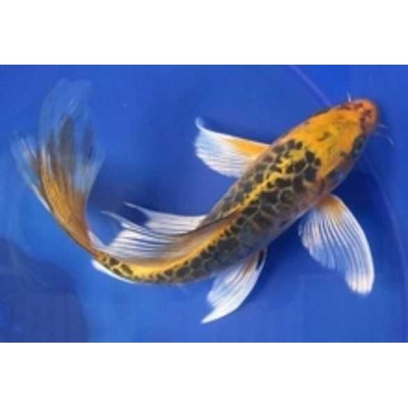 ikan hias koi slayer kumpay 2 ekor /ukuran 15 cm