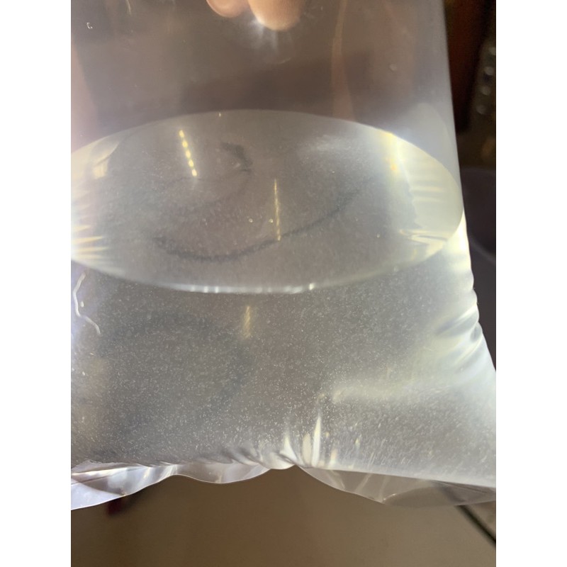 infusoria pakan burayak cupang