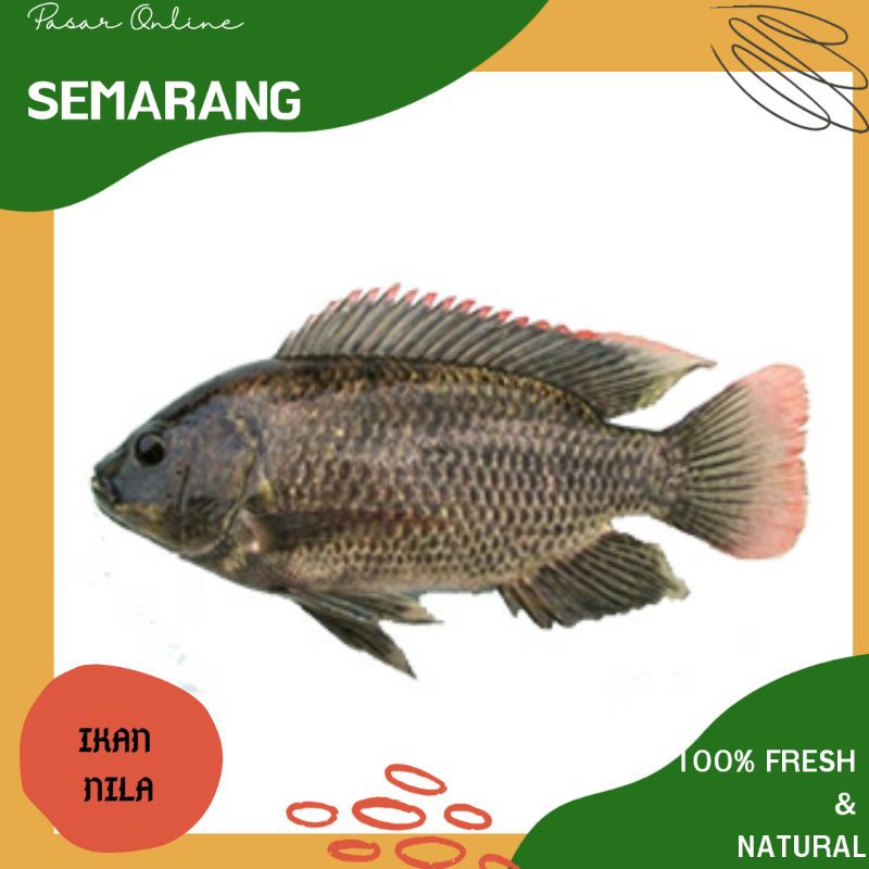 

Ikan Nila / Ikan Laut / Sea Food / Segar / Fresh / Hasil Laut Semarang / Pasar Semarang Murah