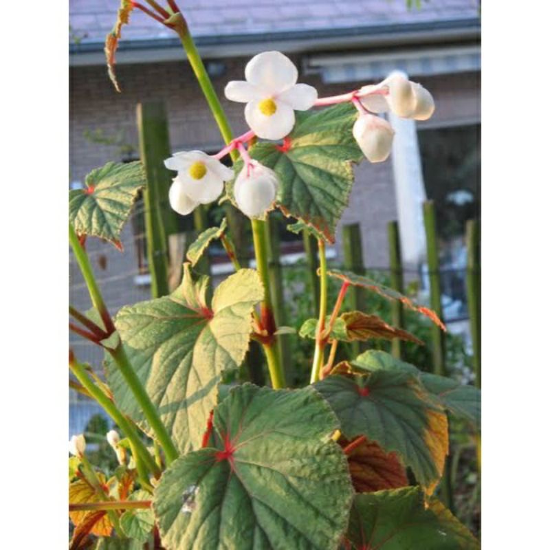 Tanaman hias begonia grandis dewasa