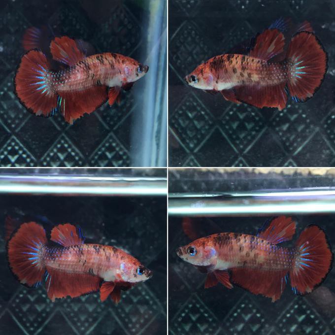 Ready Ikan Cupang Hias Emeraldgalaxy/Emerald/Candy/Nemo