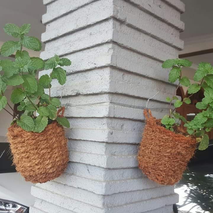 pot dinding mini pot sabut kelapa murah unik