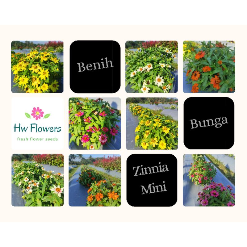 Benih Bunga Zinnia Mini Freshseed