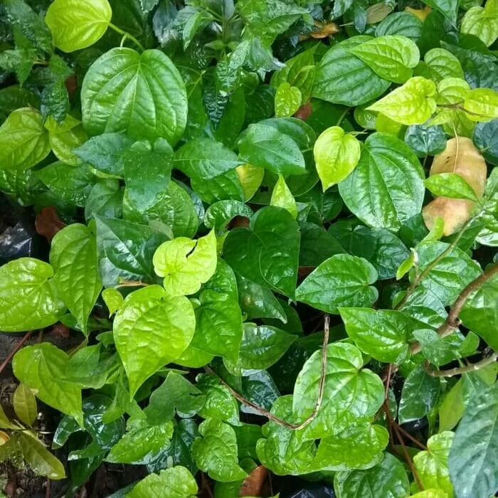 

tanaman sirih hijau sirih bodas sirih segar daun sirih