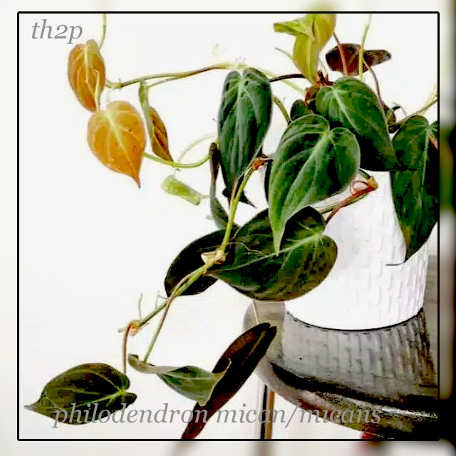 Tanaman Hias Philodendron mican gantung-rambat bunga hidup hiasan depan rumah dan taman cod murah