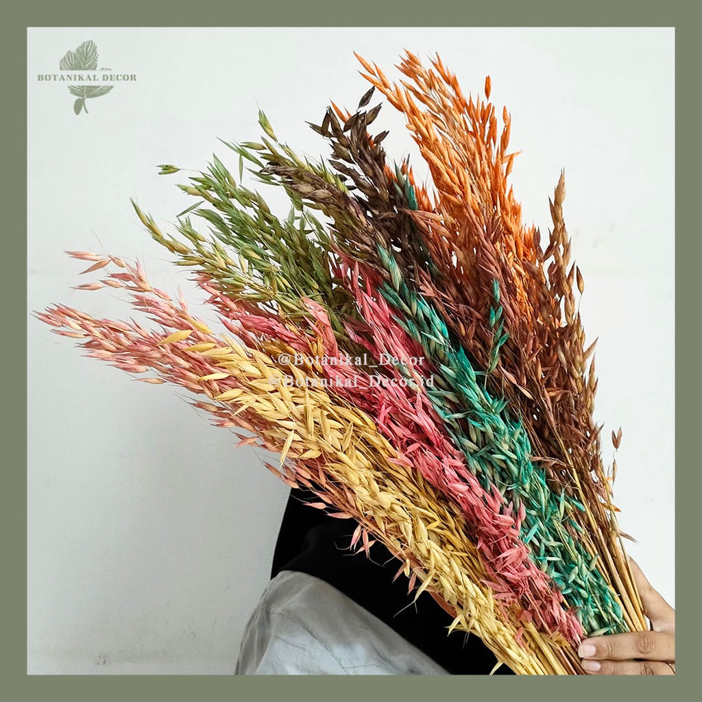 Preserved Oat Grass Gandum Padi Bunga Kering Asli Impor Tanaman Hiasan Dekorasi Rumah Pesta Kantor