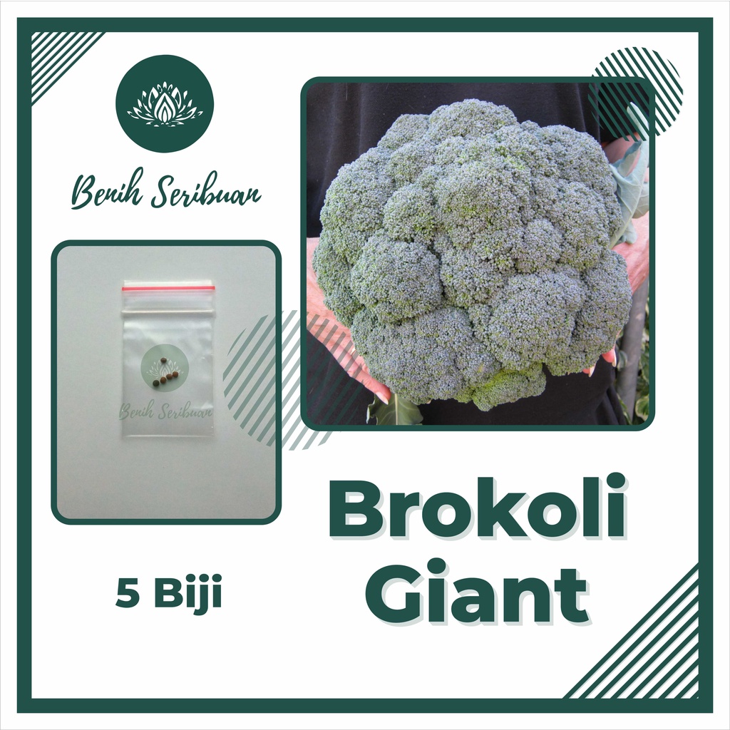 -BROKOLI GIANT