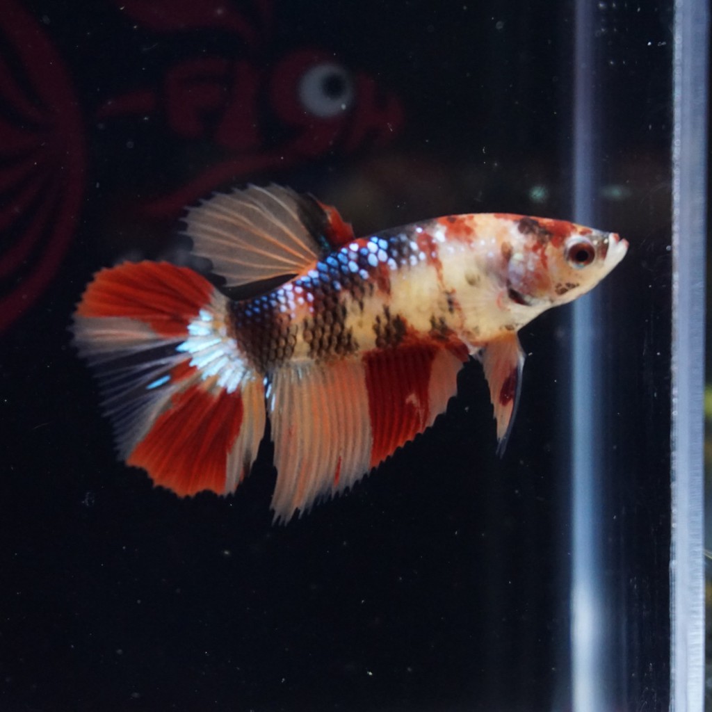 cupang female halfmoon nemo galaxy betina 0101