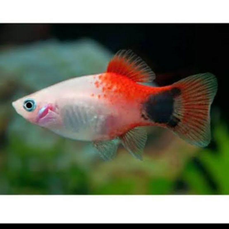 IKAN HIAS AQUASCAPE PLATY MICKEY MOUSE MICKY MAUS
