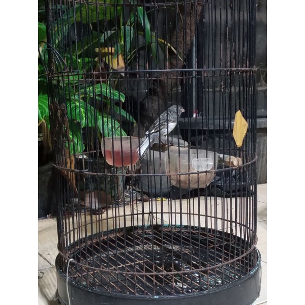 Kenari Loper Gacoran