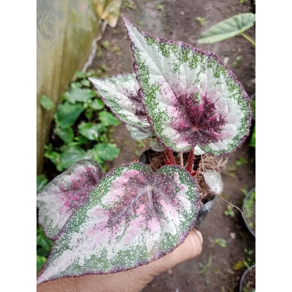 begonia Rex pelangi