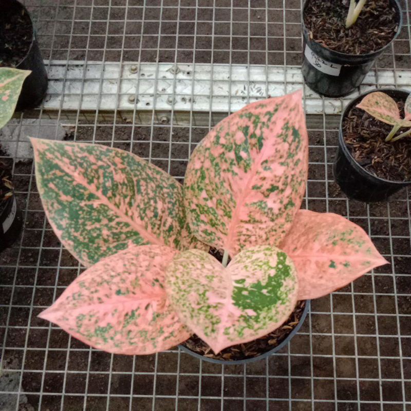 Bunga /Tanaman /Aglonema /Aglaonema STARDUST ORANGE
