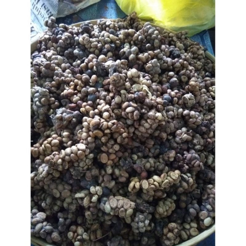 

KOPI LUAK HUTAN ASLI BANYUWANGI BIJI BEAN MASIH KOTOR 1kg