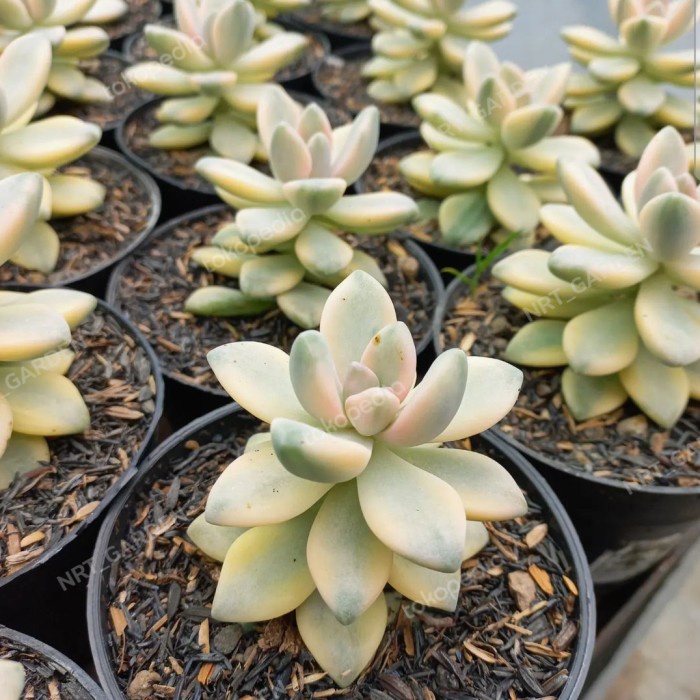 Tanaman Hias Sukulen // Graptoveria Tituban Variegata