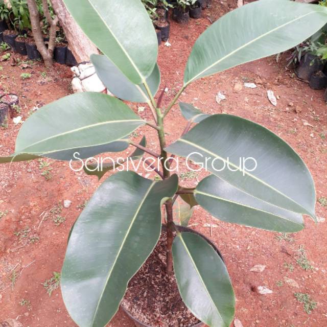 Tanaman Ficus elastica / Tanamam Rubber plant Karet kebo