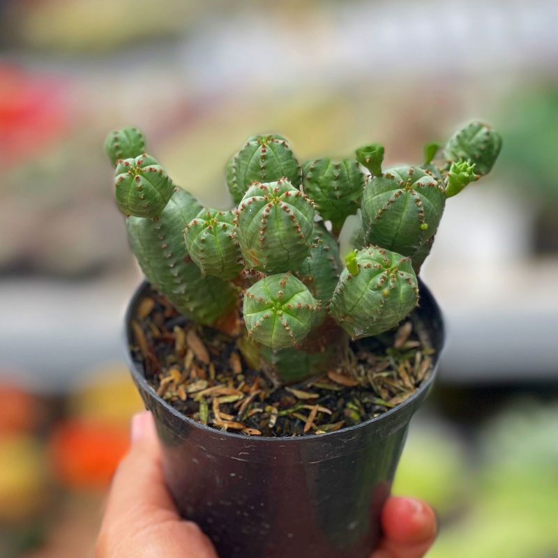 Kaktus Euphorbia Glubosa x Obesa