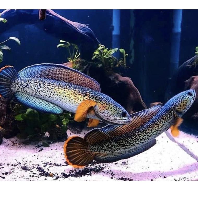 [Art. 4150] channa barca istimewa india🇳🇪kualitas terbaru, asli calon gondrong, full pelet