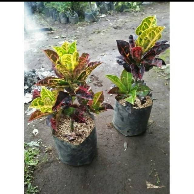 TANAMAN HIAS PURING KURA/ POHON PURING KURA