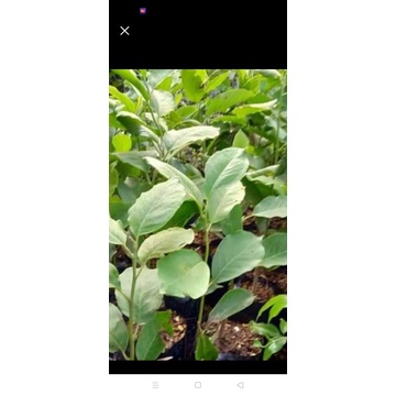 tanaman cempaka kantil ungu