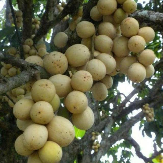 Bibit buah duku tanpa biji