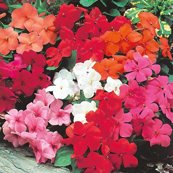 Benih Bibit Biji - Bunga Busy Lizzie Baby Series Mix Impatiens Walleriana Flower Seeds - IMPORT