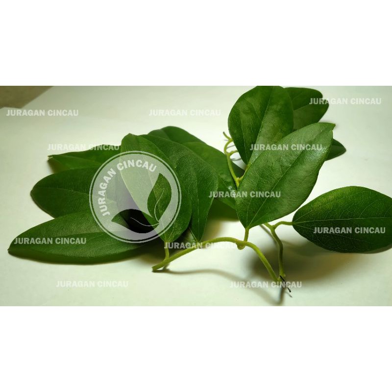 

Daun cincau jelly non bulu 500 gram