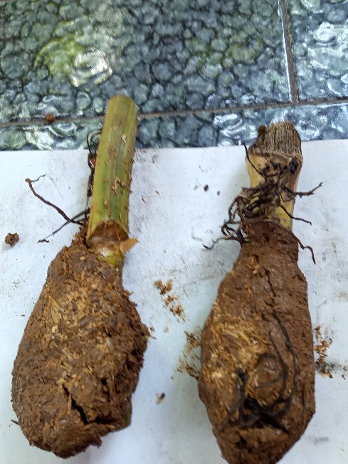 Sale ❗❗ Bibit Sirih Gading Jumbo