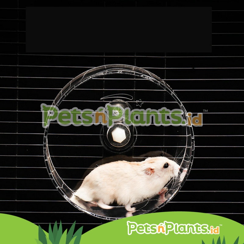 Mainan Roda Kandang Hamster Akrilik - Silent Running Wheel Import - 13 CM