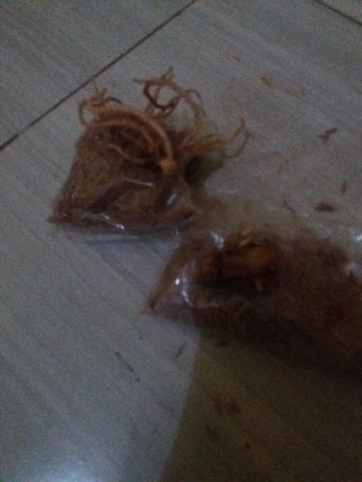 Ready Bonggol Aglonema Red Khocin