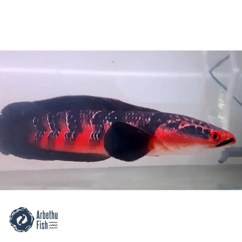 Channa Maru Red Sampit 4-5cm