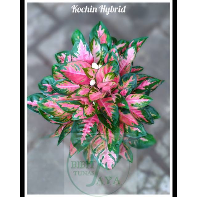 Bibitbtanaman bunga hias aglonema kochin hybrid