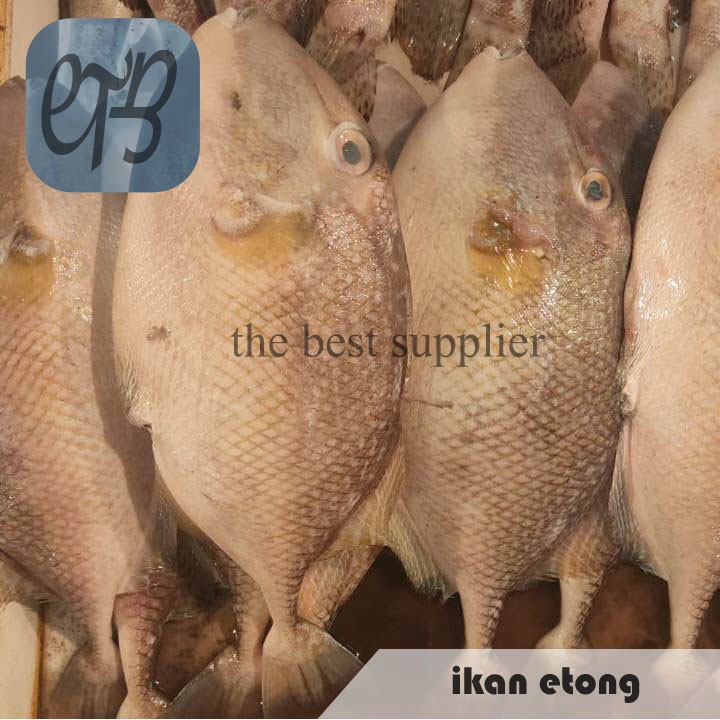 

Ikan Etong / Ayam ayam Segar