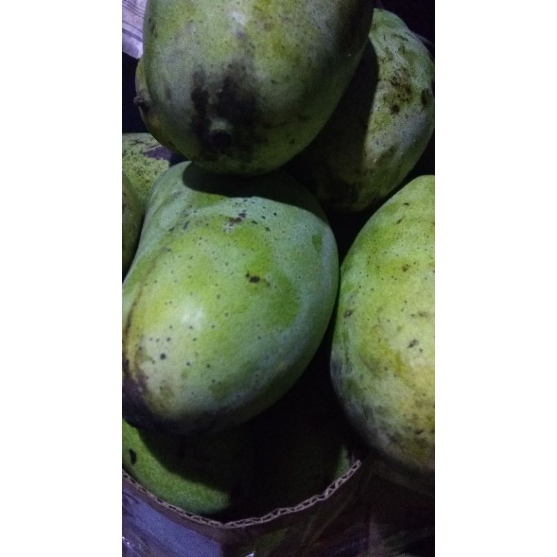 

mangga golek super jumbo mateng alami dr pohon