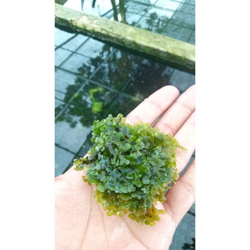 mos pelia media wabikusa