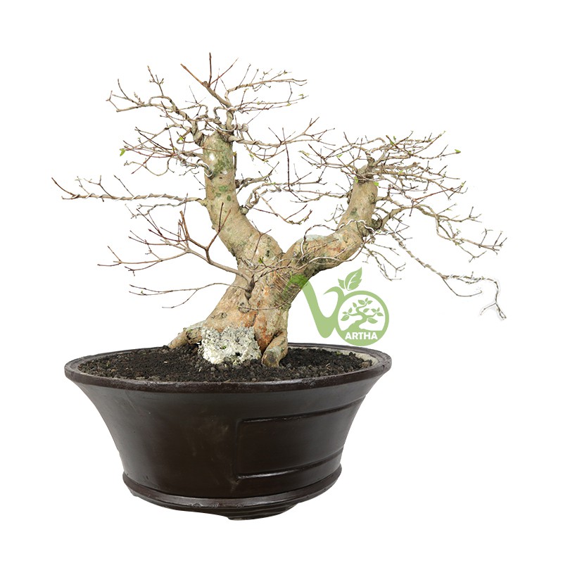 Bonsai Dewandaru/Sianto - 02