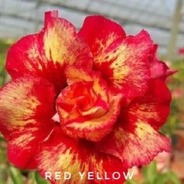 

Adenium Obesium - Red Yellow