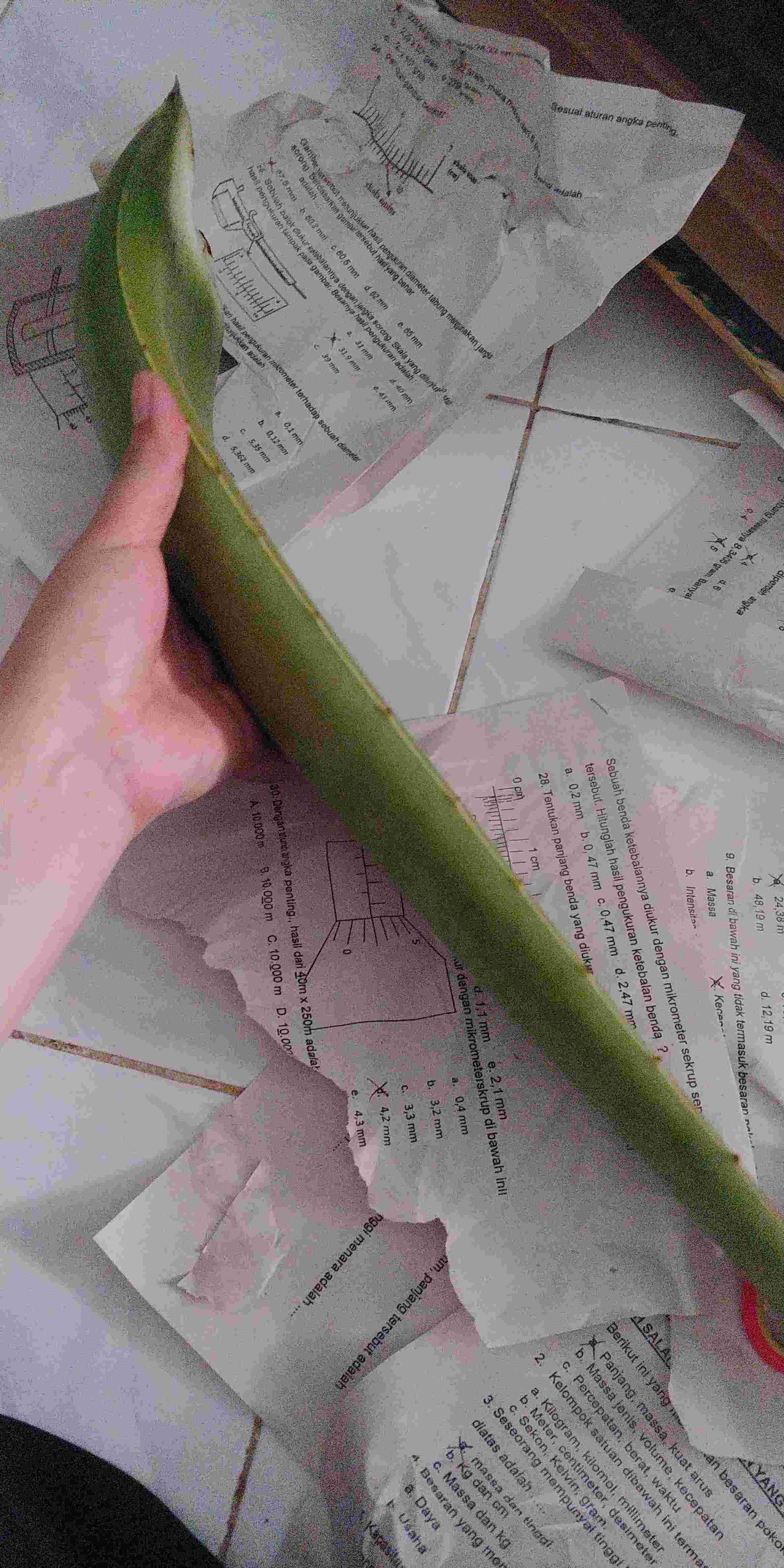 Sale! Pelepah Lidah Buaya Jumbo & Fresh 100% Organik (600-750gr)