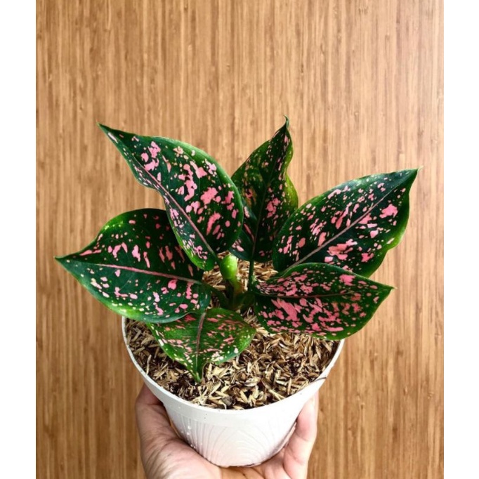 aglonema pink dalmation