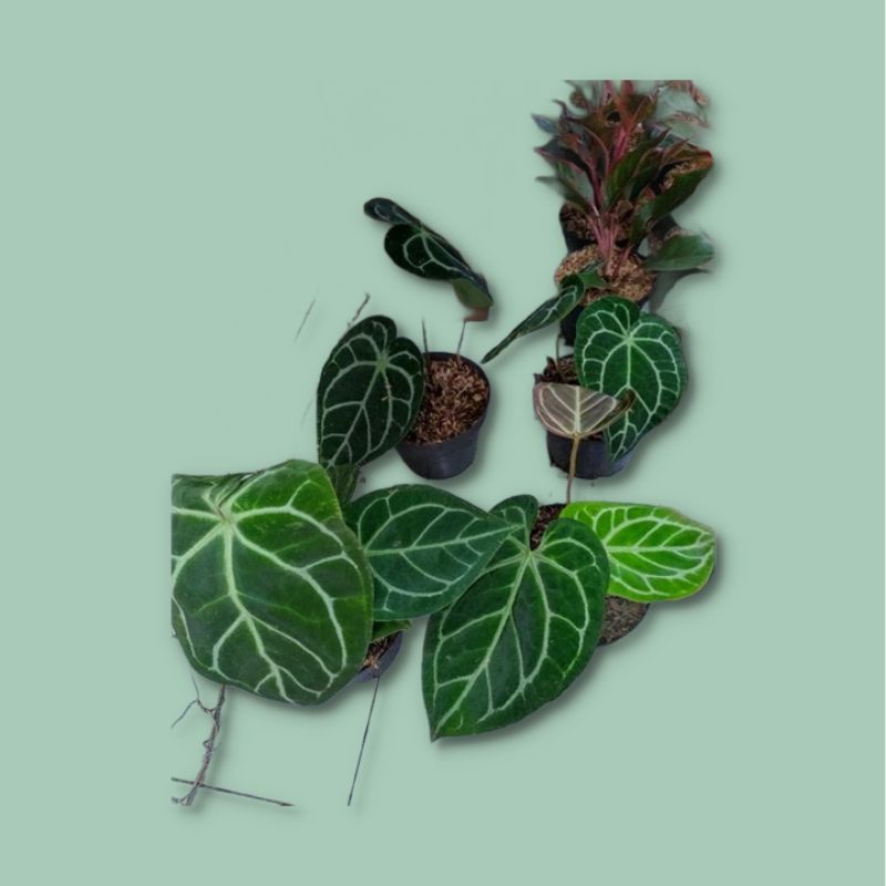 anthurium kuping gajah jumbo