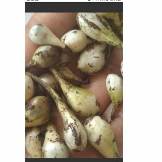 

Jual Buah Marasi manis 200 gr/herbal/alami/petik sendiri