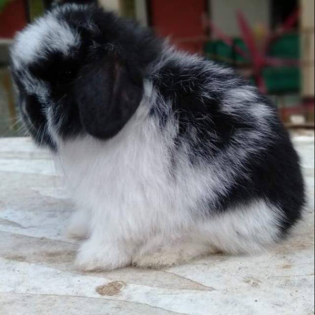 Kelinci Holland Loop