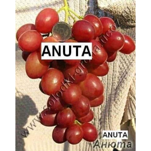 Bibit Anggur Import Anuta Grafting Rootstock Import Valid